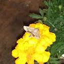 Moth