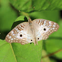 White Peacock