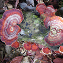 Turkey Tail