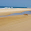 Dingo