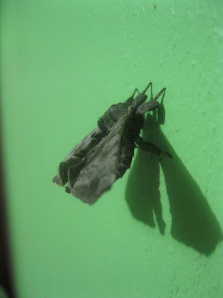 Spotting Image 1