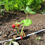 Sequoia Strawberry