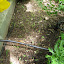 Baby Leaf Spinach - Catalina
