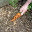 One big carrot