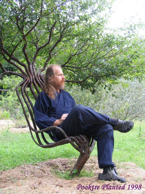イス型の木。[Chair formed tree]