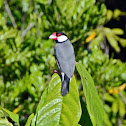 Java Sparrow