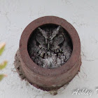 Eastern Screech Owl