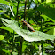Assassin Bug (Female)