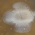 Kelp Lace Bryozoan