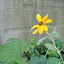 Spirit Wind's Backyard garden
