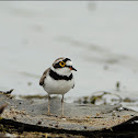 Little Ringed Plover