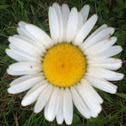 Daisy