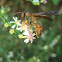 Brown Wasp