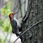 Red-Bellied Woodpecker (male)