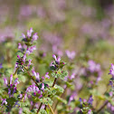 Henbit Deadnettle