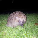 European Hedgehog