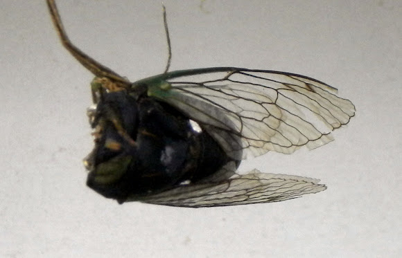 Spotting Image 1