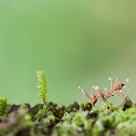 Zombie - Ant Fungus