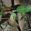 Hummingbird Hawk-moth
