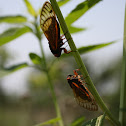 Periodical Cicada (13 year)