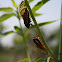 Periodical Cicada (13 year)