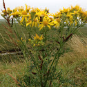 Ragwort