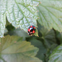 harlequin ladybird