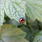 harlequin ladybird