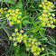 Wild parsnip