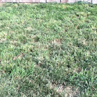 Grass