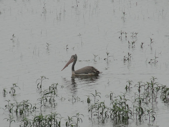 Spotting Image 1