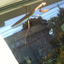 Preying mantis
