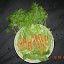 Baby Carrot (Little Finger)