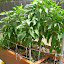 Jalapeno Pepper (Mucho Nacho)