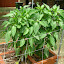 Jalapeno Tam Mild 