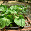 Black Beauty Zucchini
