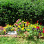 Sreerc's Backyard garden