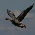 Greater white fronted goose