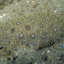 Angler Flatfish (juvenile)