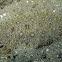 Angler Flatfish (juvenile)