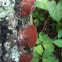 Wood Ear
