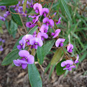 Hardenbergia