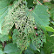Japanese Beetle