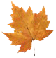 [autumn_leaf_brown[5].gif]