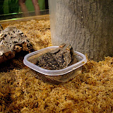 20080701 Exploreum Frogs Exhibit