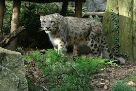 mac osx, leopard, snow leopard
