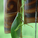 Katydid