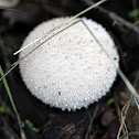 Puffball