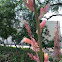 Red yucca