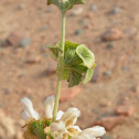 Ballota Undulata